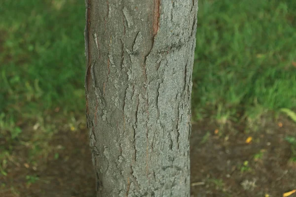 Embossed Texture Brown Bark Tree — Stock Photo, Image