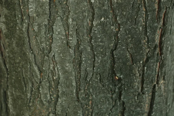 Рельєфна Текстура Коричневої Кори Дерева — стокове фото