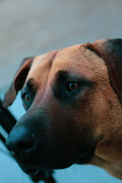 Very Sweet Dog Homeless Stray Dog — Φωτογραφία Αρχείου