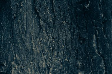 Bir ağacın kahverengi kabuğunun kabartmalı dokusu.