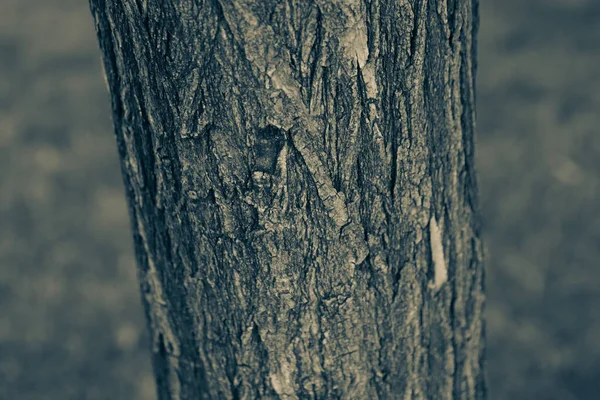 木の茶色の樹皮のエンボス加工テクスチャ — ストック写真