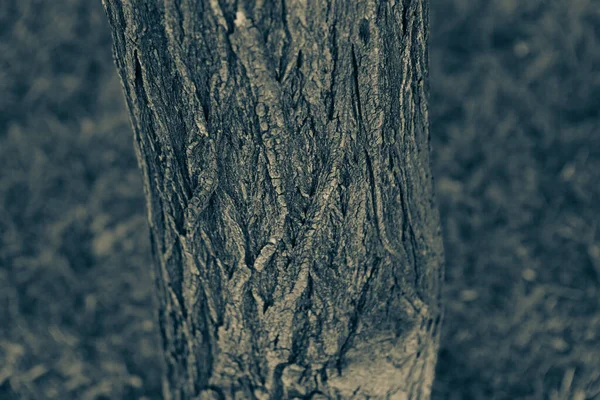 Textura Relevo Casca Castanha Uma Árvore — Fotografia de Stock