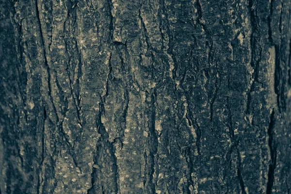 Struttura Goffrata Della Corteccia Marrone Albero — Foto Stock