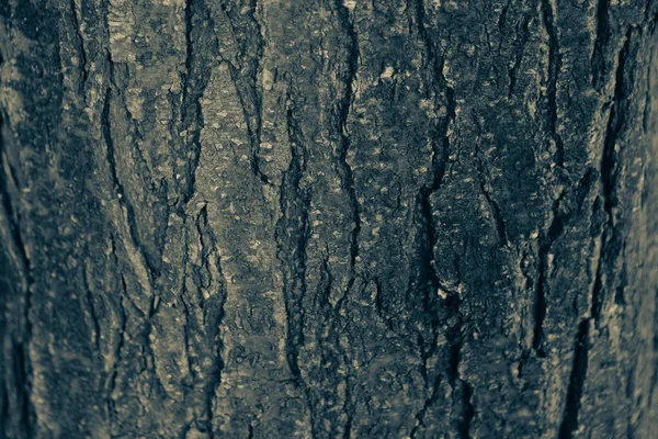 Struttura Goffrata Della Corteccia Marrone Albero — Foto Stock