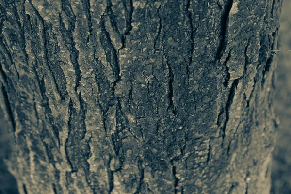 Embossed Texture Brown Bark Tree — Stock Photo, Image