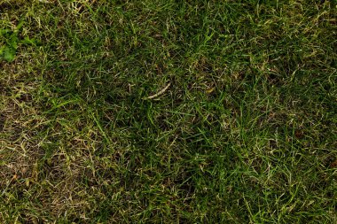 Yeşil yapay ot doğal arkaplan