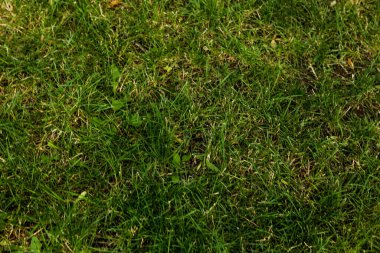 Yeşil yapay ot doğal arkaplan