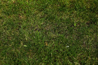 Yeşil yapay ot doğal arkaplan