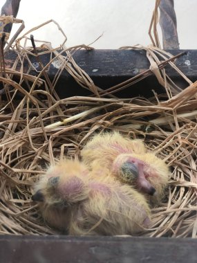 Bebek kuş yuvası