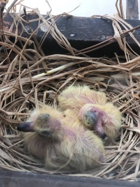 Bebek kuş yuvası