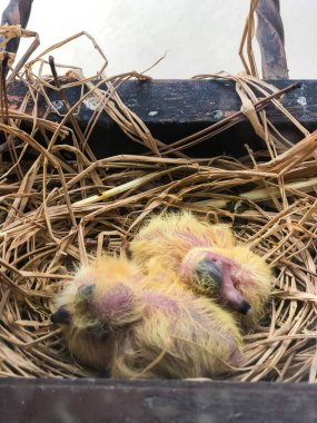 Bebek kuş yuvası