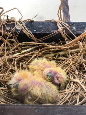 Bebek kuş yuvası