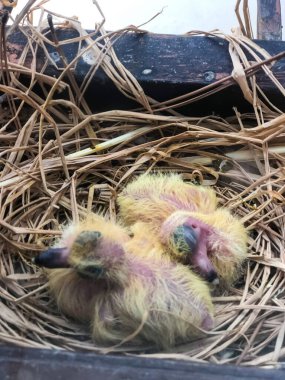 Bebek kuş yuvası