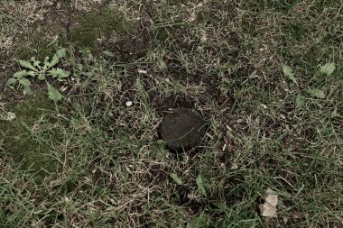 Yeşil yapay ot doğal arkaplan