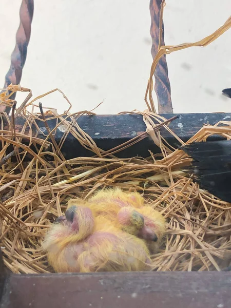Pássaros Bebés Ninho — Fotografia de Stock