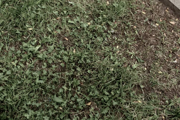 Hijau Buatan Rumput Latar Belakang Alam — Stok Foto