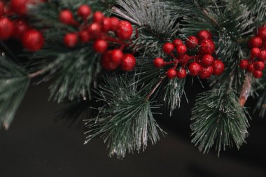 Çam Noel ağacı hediyesi.