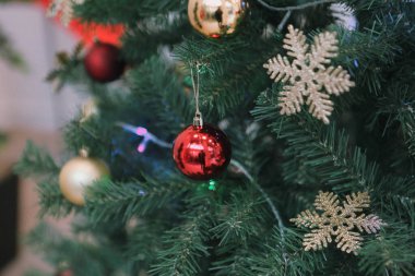 Çam Noel ağacı hediyesi.