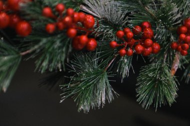 Çam Noel ağacı hediyesi.