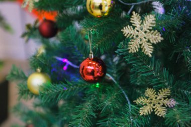 Çam Noel ağacı hediyesi.