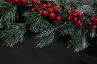 Çam Noel ağacı hediyesi.