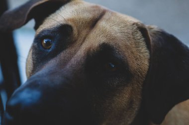 Very sweet dog, homeless stray dog