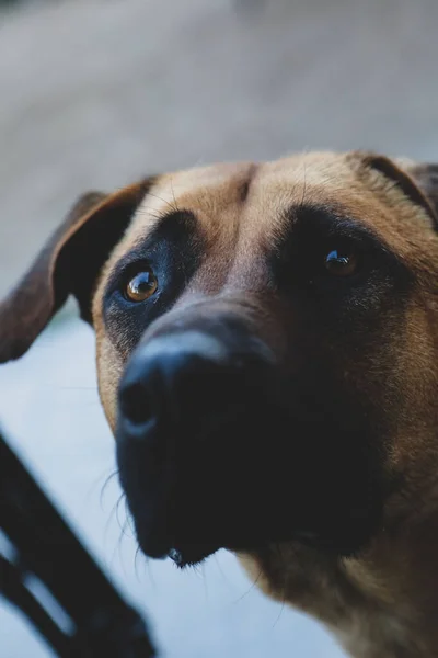 Perro Muy Dulce Perro Callejero Sin Hogar —  Fotos de Stock