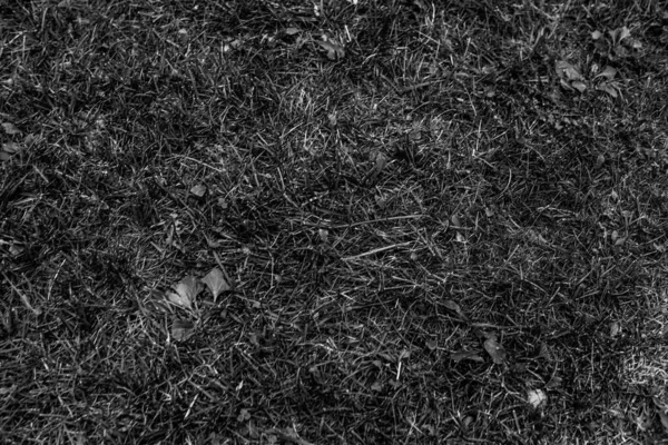 灰色の人工芝自然背景 — ストック写真