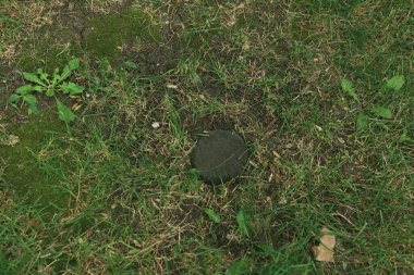 Yeşil yapay ot doğal arkaplan