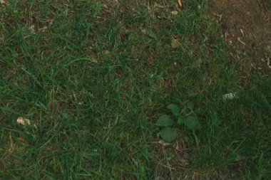 Yeşil yapay ot doğal arkaplan