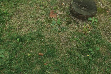 Yeşil yapay ot doğal arkaplan