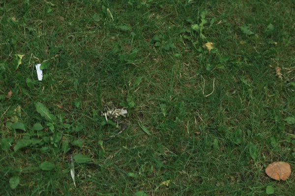 Hijau Buatan Rumput Latar Belakang Alam — Stok Foto