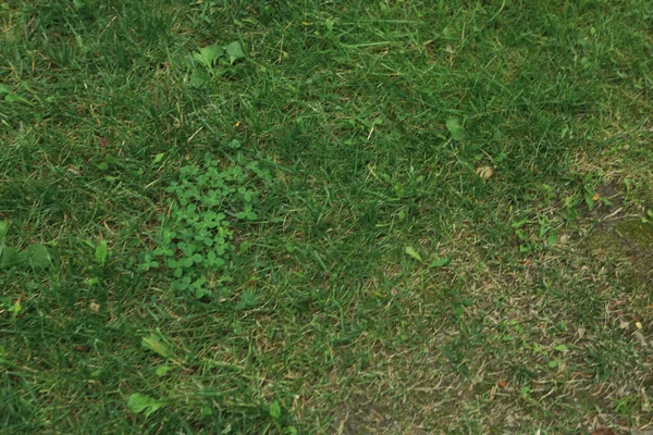 Πράσινο Τεχνητό Γρασίδι Φυσικό Υπόβαθρο — Φωτογραφία Αρχείου