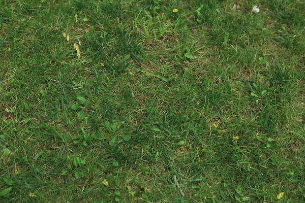 Groene Kunstgras Natuurlijke Achtergrond — Stockfoto