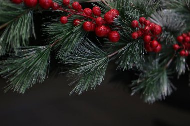 Çam Noel ağacı hediyesi.
