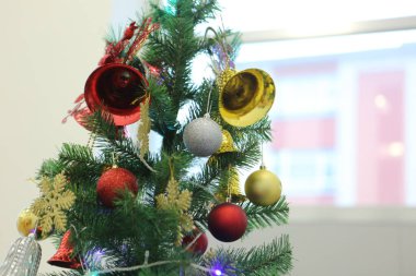 Çam Noel ağacı hediyesi.