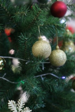 Çam Noel ağacı hediyesi.