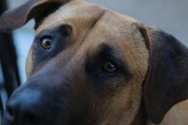 Very sweet dog, homeless stray dog