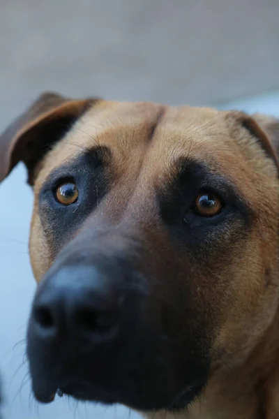 Very Sweet Dog Homeless Stray Dog — Φωτογραφία Αρχείου