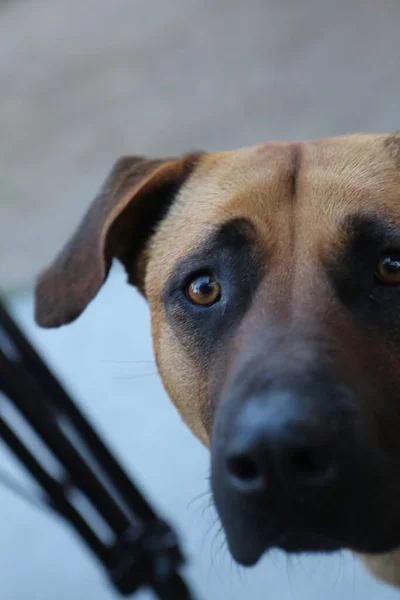 Very Sweet Dog Homeless Stray Dog — Φωτογραφία Αρχείου