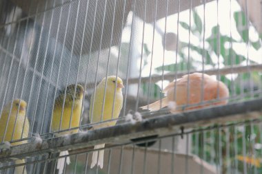 Kafesteki renkli kuş