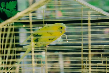 Kafesteki renkli kuş