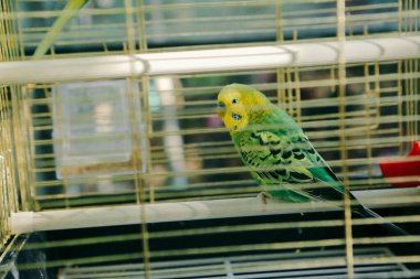 Kafesteki renkli kuş