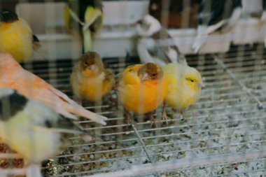 Kafesteki renkli kuş