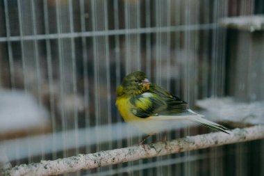 Kafesteki renkli kuş