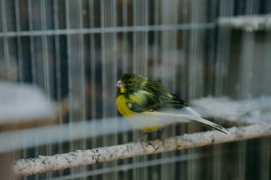 Kafesteki renkli kuş