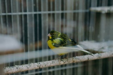 Kafesteki renkli kuş