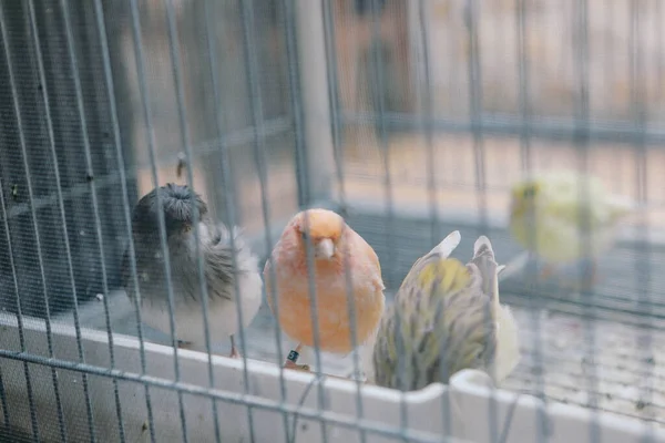 Oiseau Coloré Dans Cage — Photo