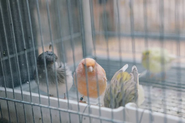 Farbenfroher Vogel Käfig — Stockfoto