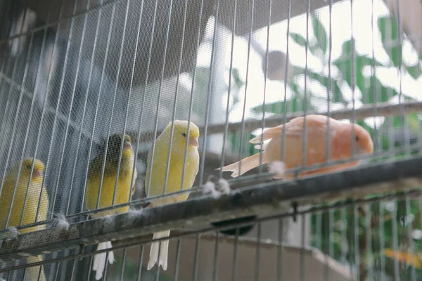 Pájaro Color Jaula — Foto de Stock